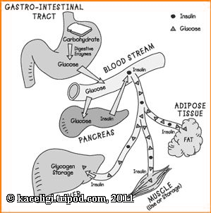 antidiabetic kidney function