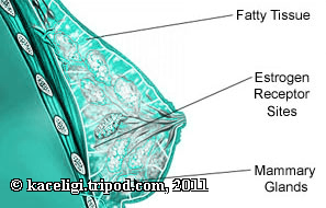 natural estrogens